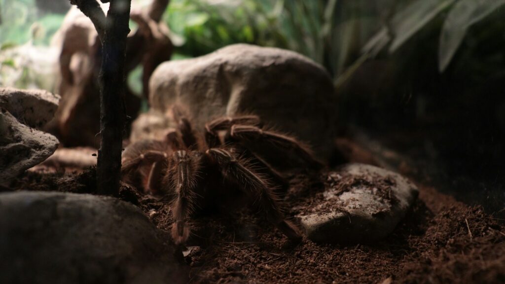 Tarantula resting among rocks and soil in a terrarium.