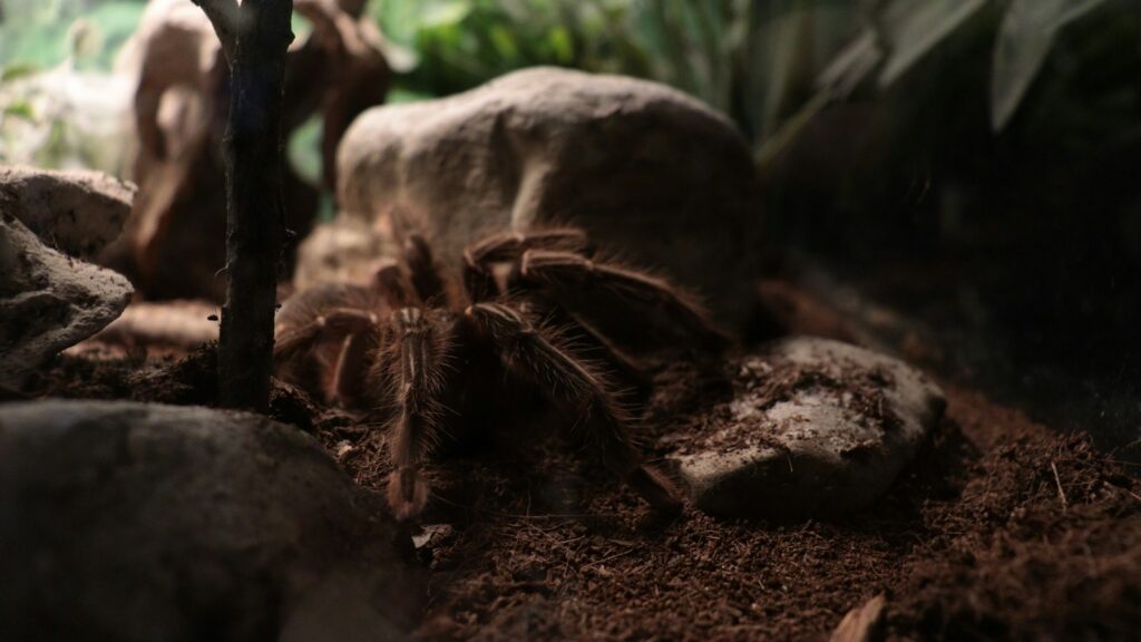 A large, brown tarantula resting on soil in a terrarium among rocks and branches.