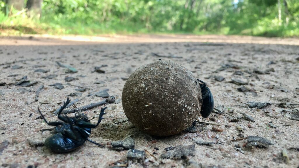 a spider crawling on a rock in the middle of the road