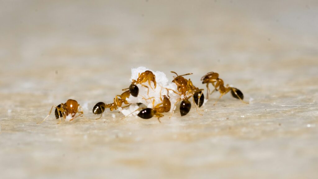 brown and black fire ant on brown sand during daytime