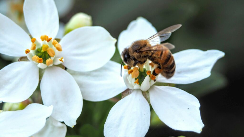 Bee collecting nectar from a white flower.