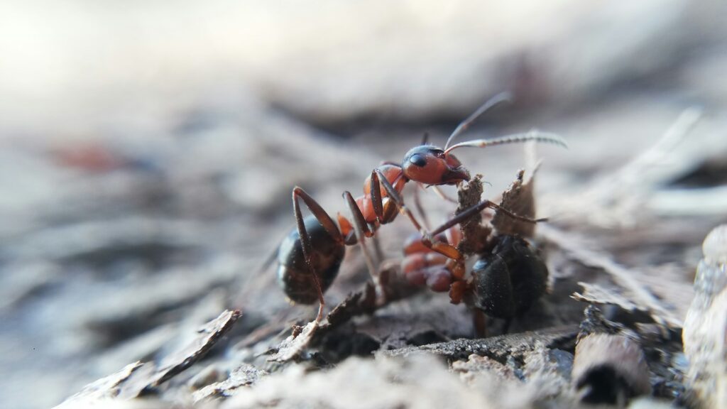 a close up of an ant ant on a piece of wood
