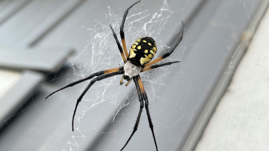 Yellow garden spider perched on web spun against a building wall