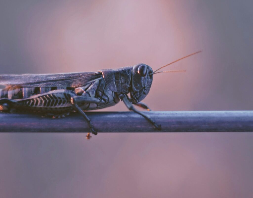 A focus photography of grasshopper