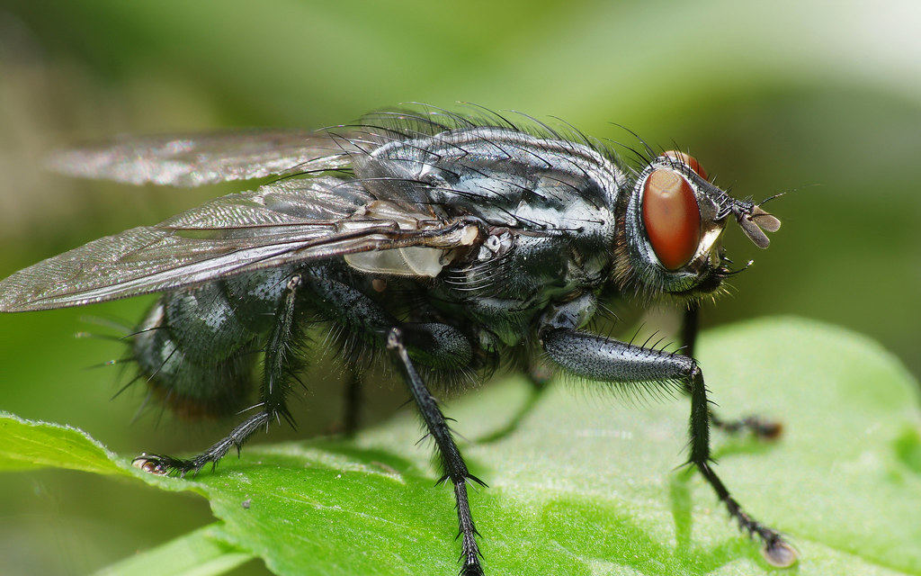 Flesh Fly (Sarcophagidae)