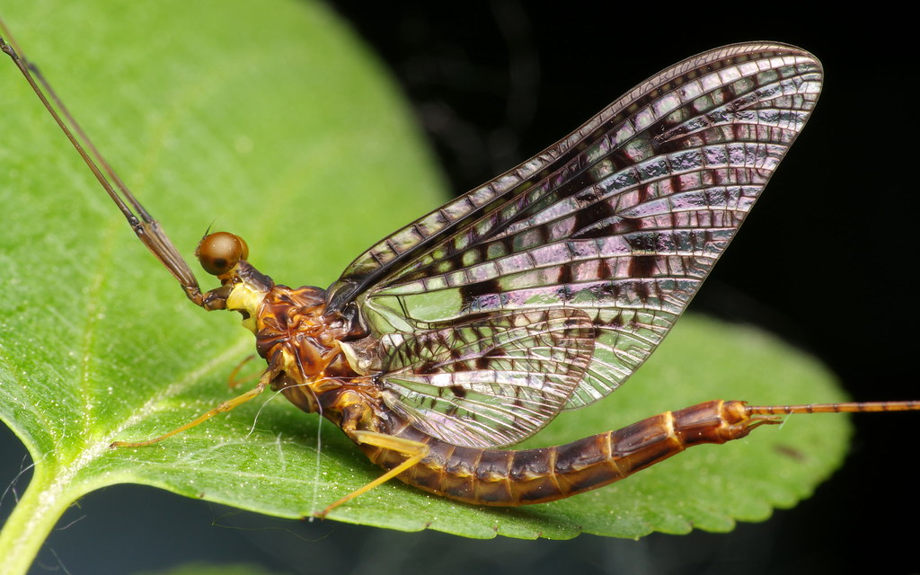 Large Mayfly