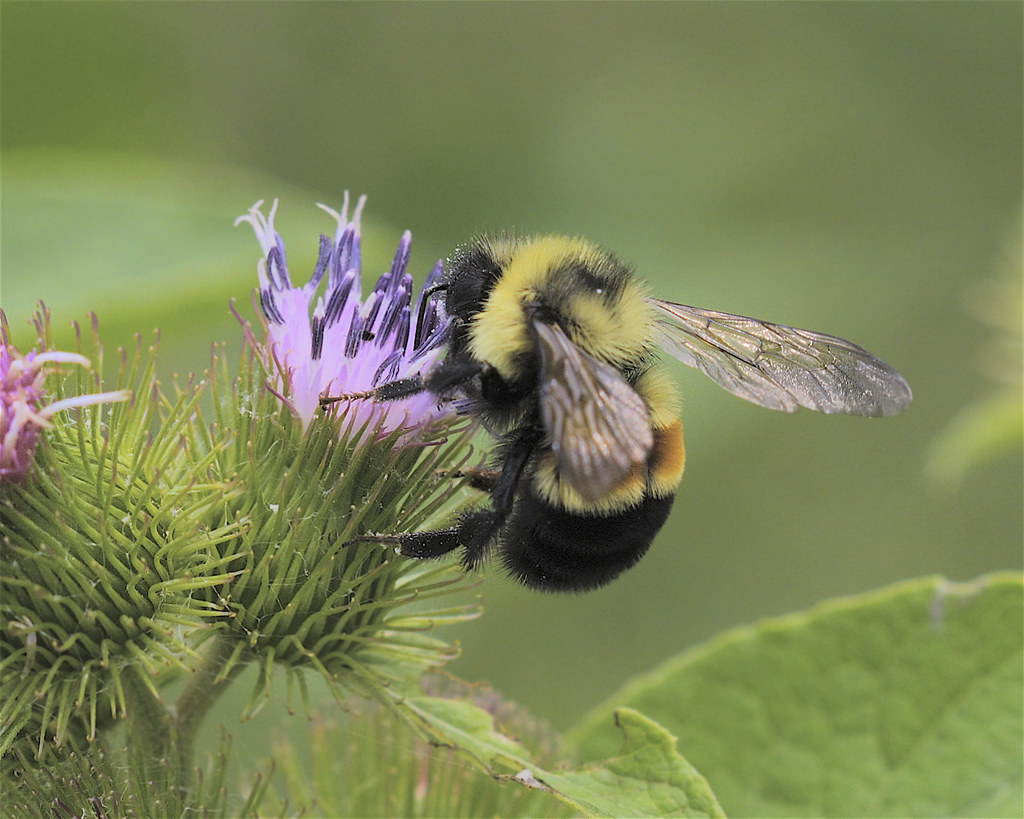Bombus affinis, commonly known as the rusty patched bumble bee, visiting a purple flower.