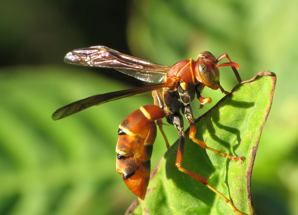 Polistes with Strepsiptera
