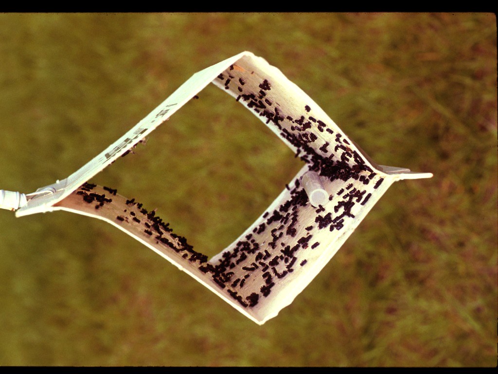 Pheromone trap for insect pests