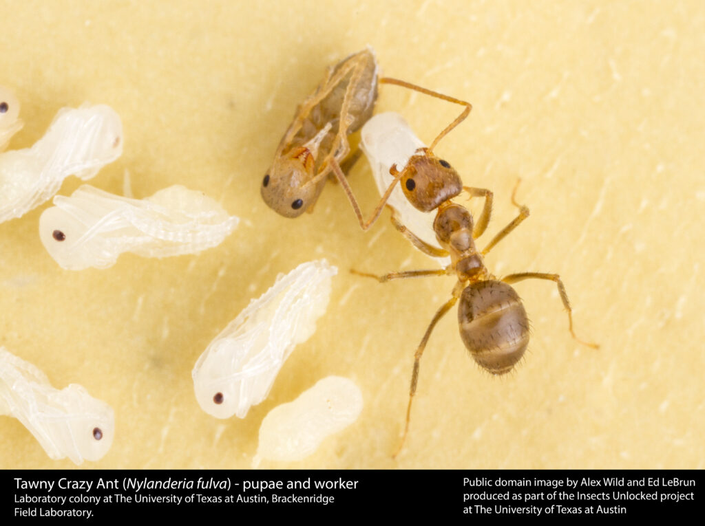Tawny crazy ant (Nylanderia fulva)