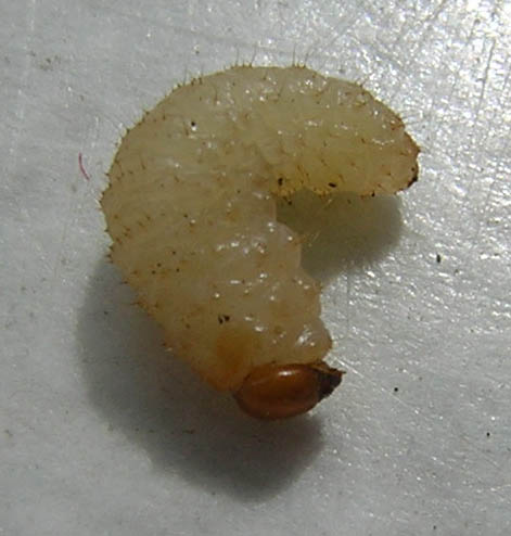 White maggot