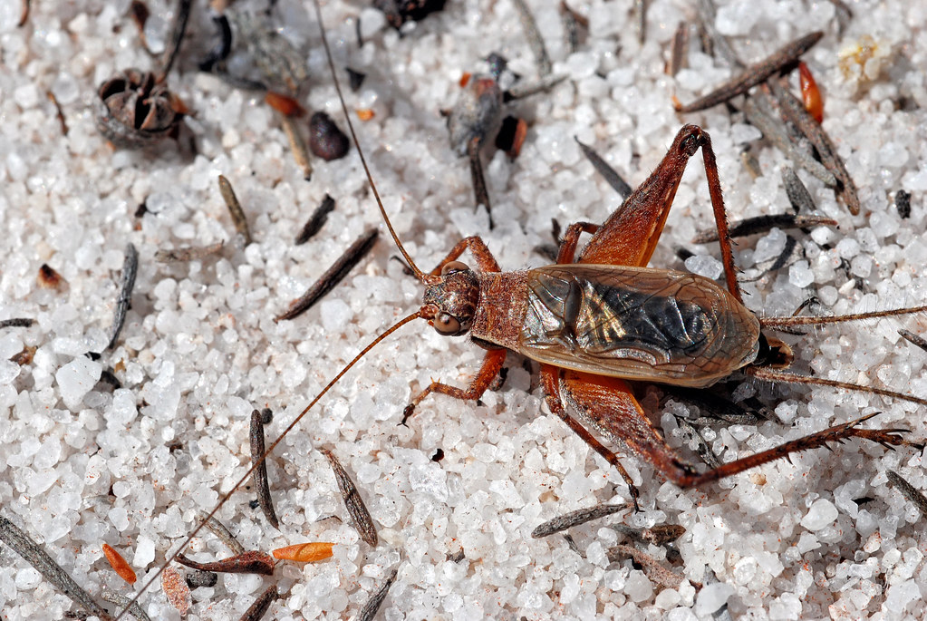 Gryllus sp.