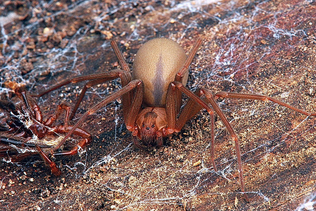 Brown Recluse Spider on a colorful rock surface