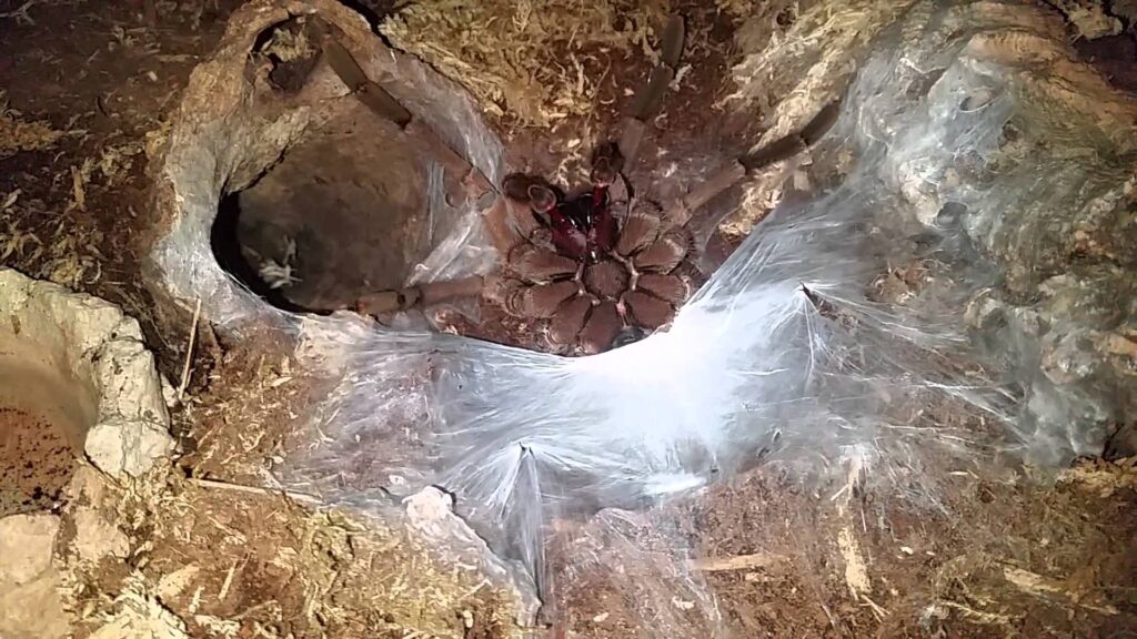 The Goliath birdeater (Theraphosa blondi) at the front of its borrow waiting to ambush a prey