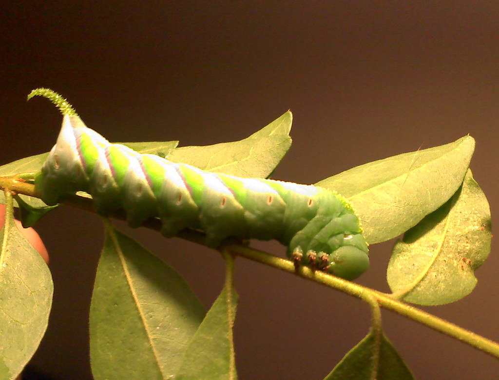 Caterpillar: Tobacco Hornworm (Manduca sexta)