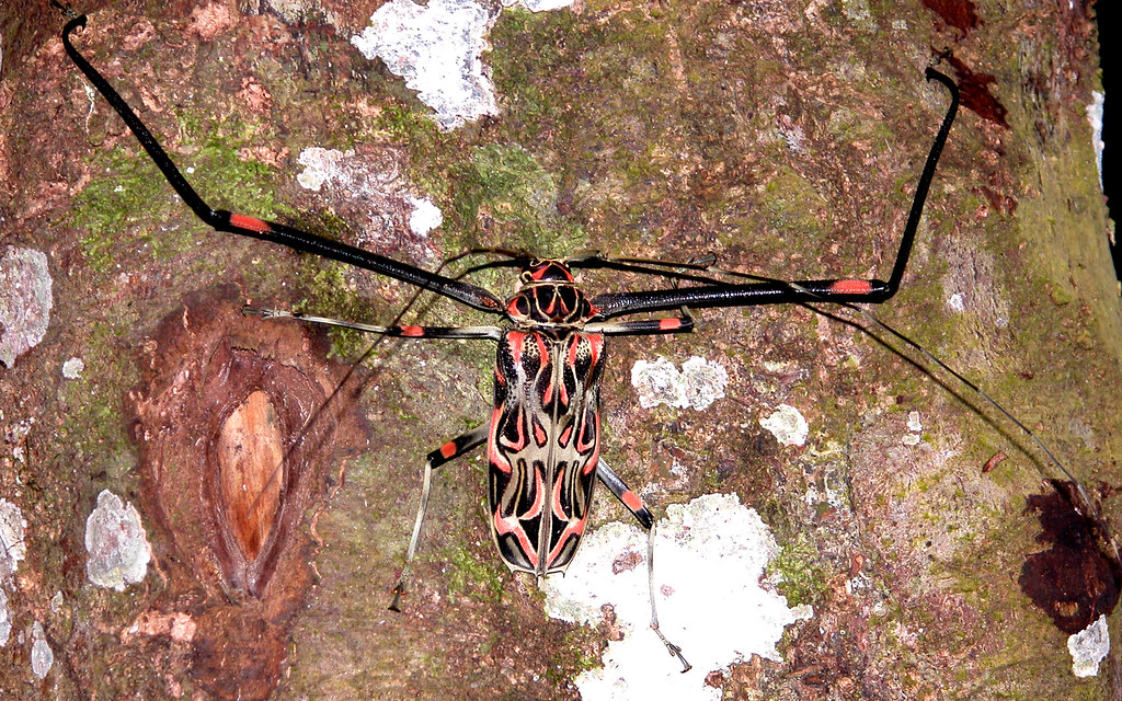 Harlequin Beetle - Acrocinus longimanus