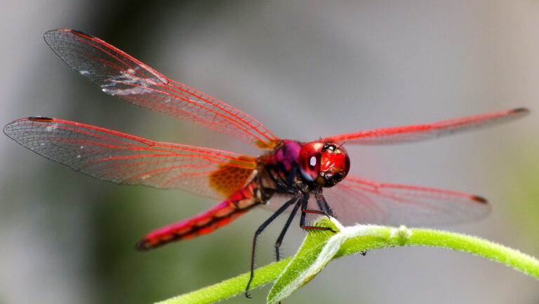 The First Insects on Earth: How They Took Over the Planet – Insect Hive
