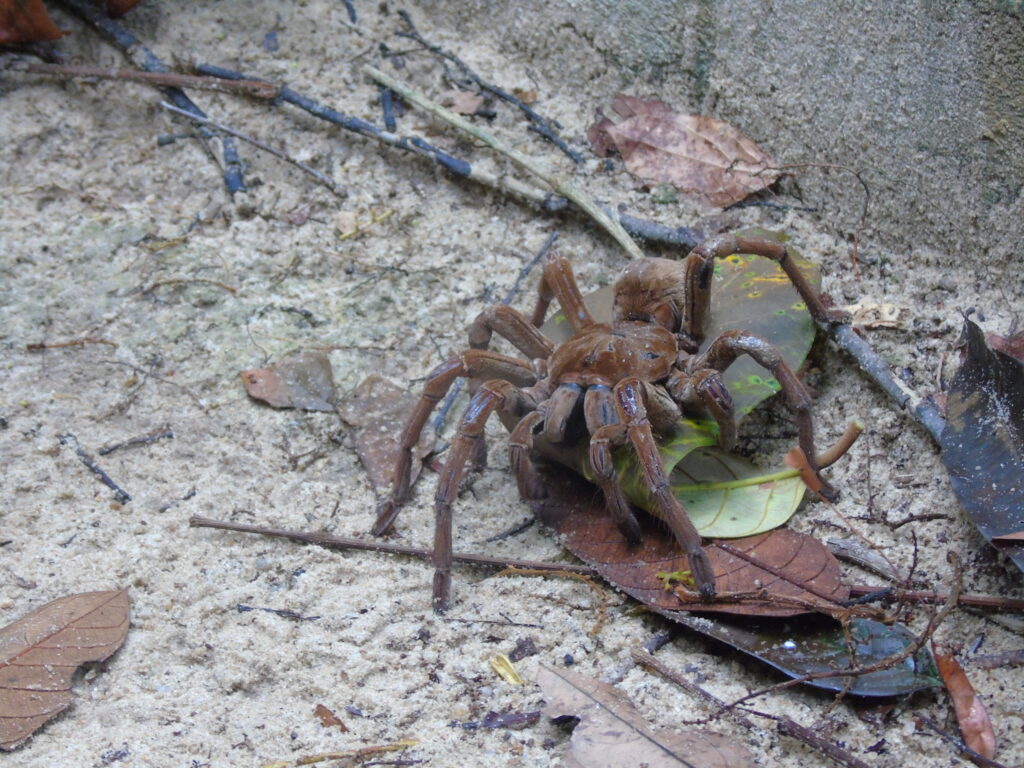 The largest tarantula on white sandy surface