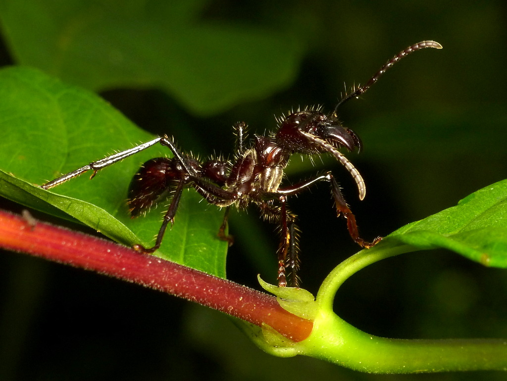 Paraponera clavata