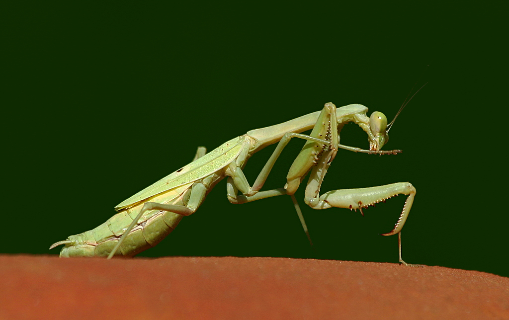 Macro-shot of a praying mantis on a brown surface.