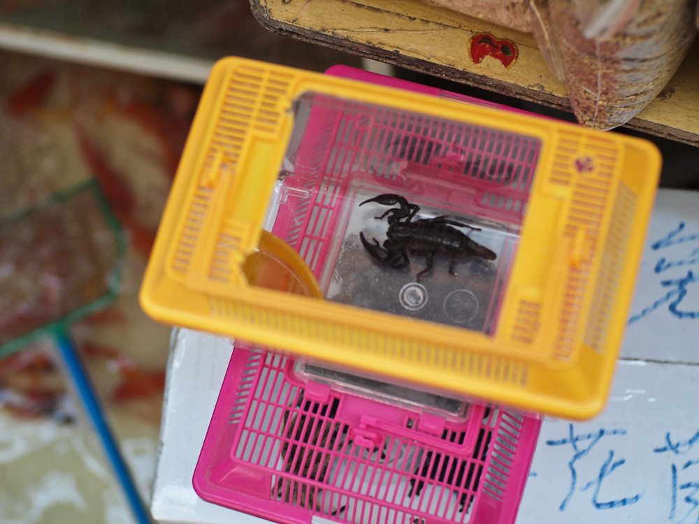 Pet scorpion in a yellow cage