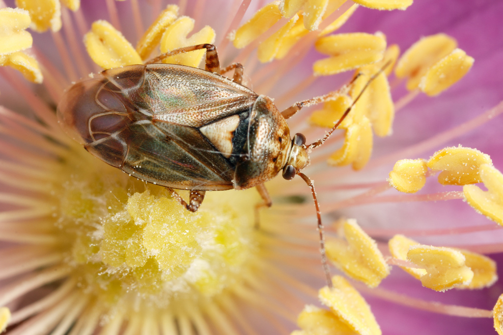 Tarnished plant bug