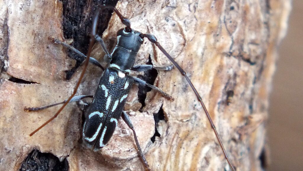 Microlenecamptus signatus (Asian long-horned beetle)