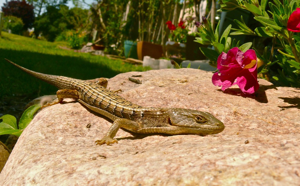 Alligator Lizard In The Garden