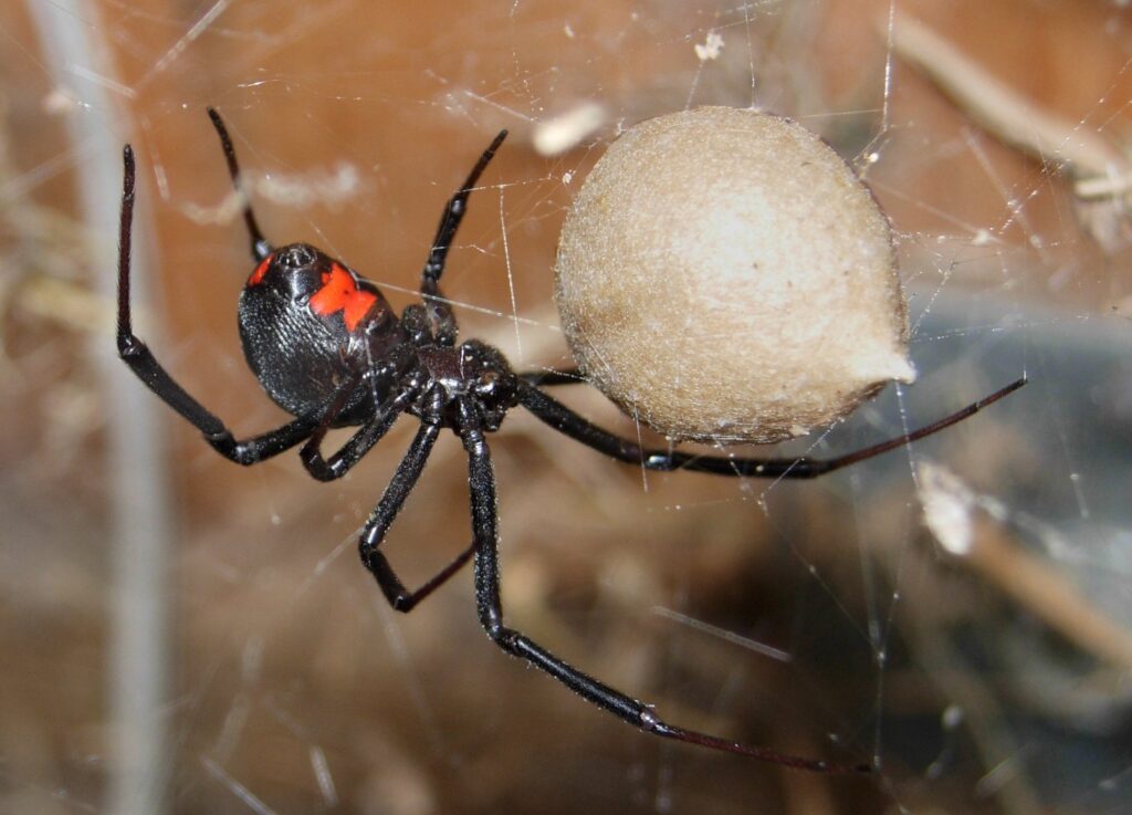 A black widow spider hanging on its web