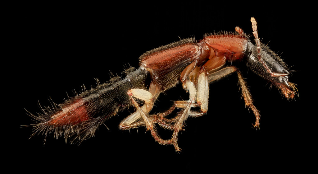 Lateral view of a rove beetle