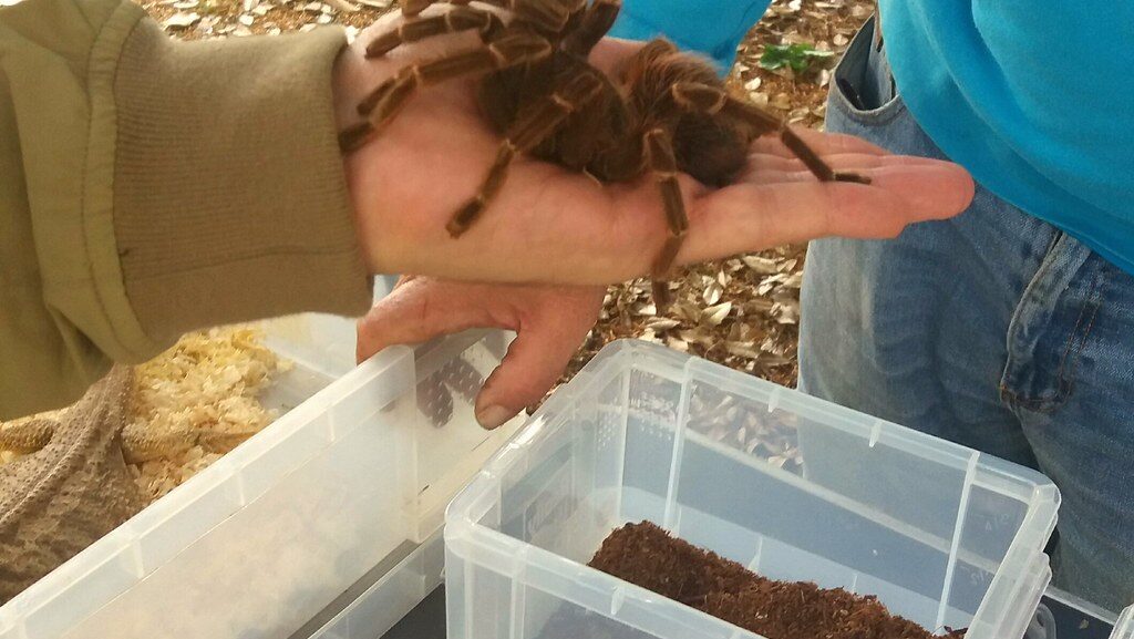 A tarantula spider resting on a human hand and about to be placed in its enclosure.