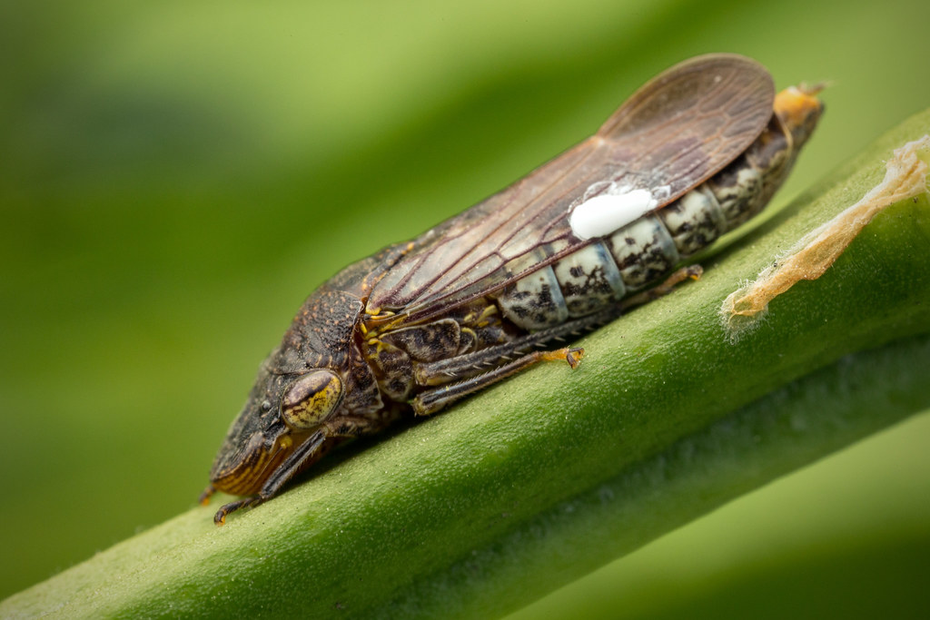 Homalodisca vitripennis - Glassy-winged sharpshooter