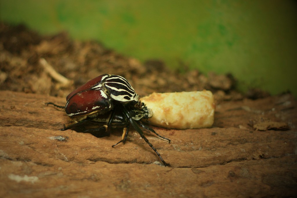 A feeding Goliath Beetle