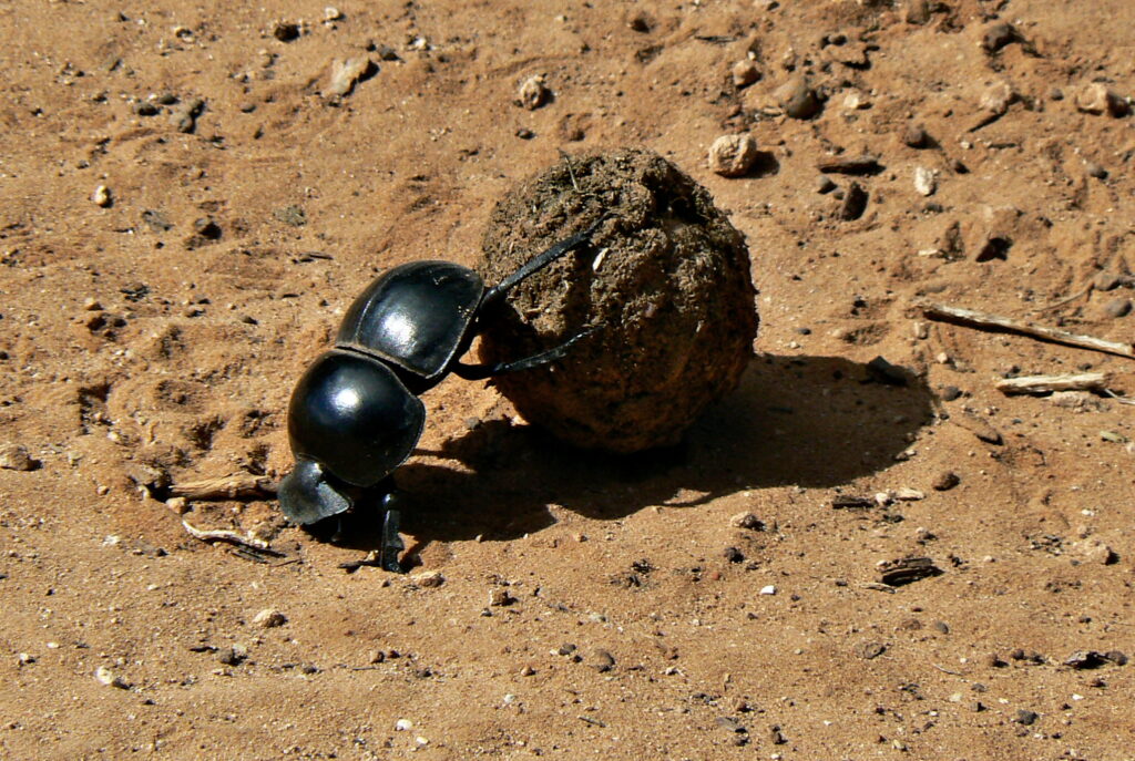 Flightless Dung Beetle (Circellium Bachuss)