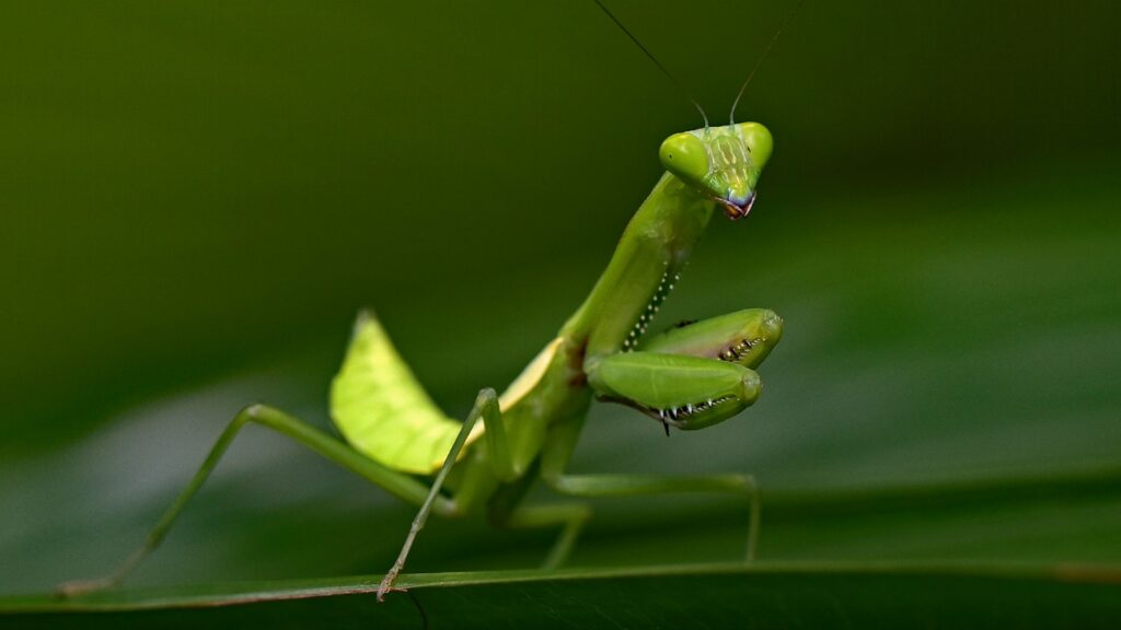 green mantis