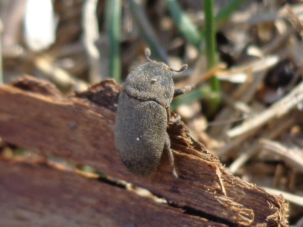 A hide beetle hanging over a wood