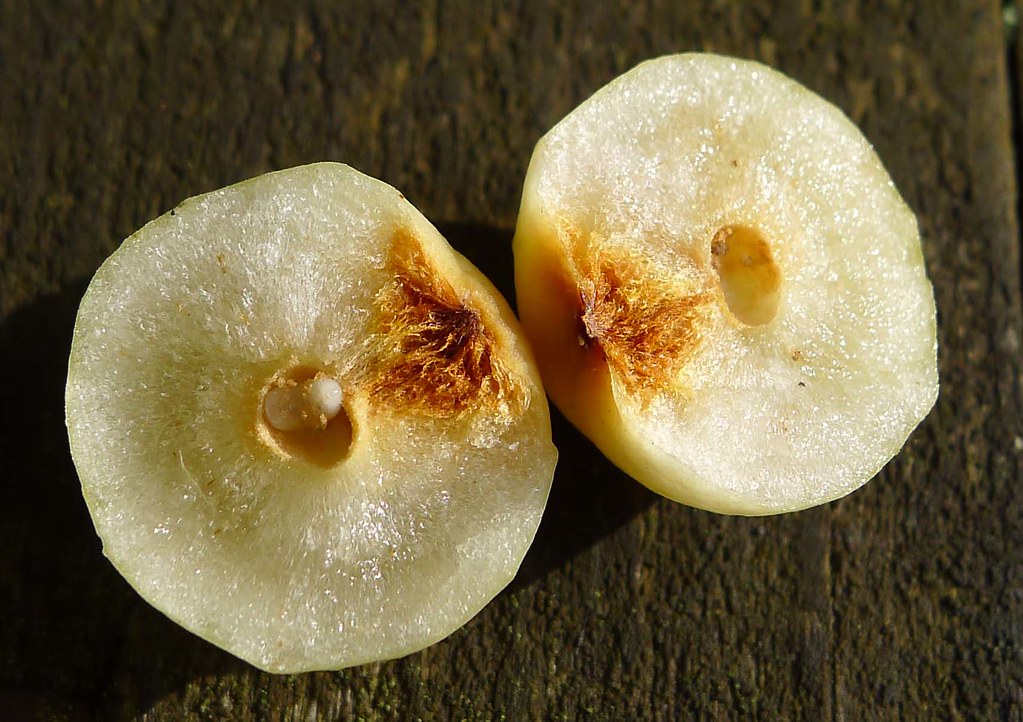 Oak Gall. Cynips sp Cynipidae