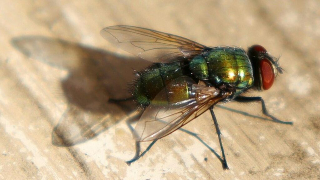 a close up of a fly on a wooden surface