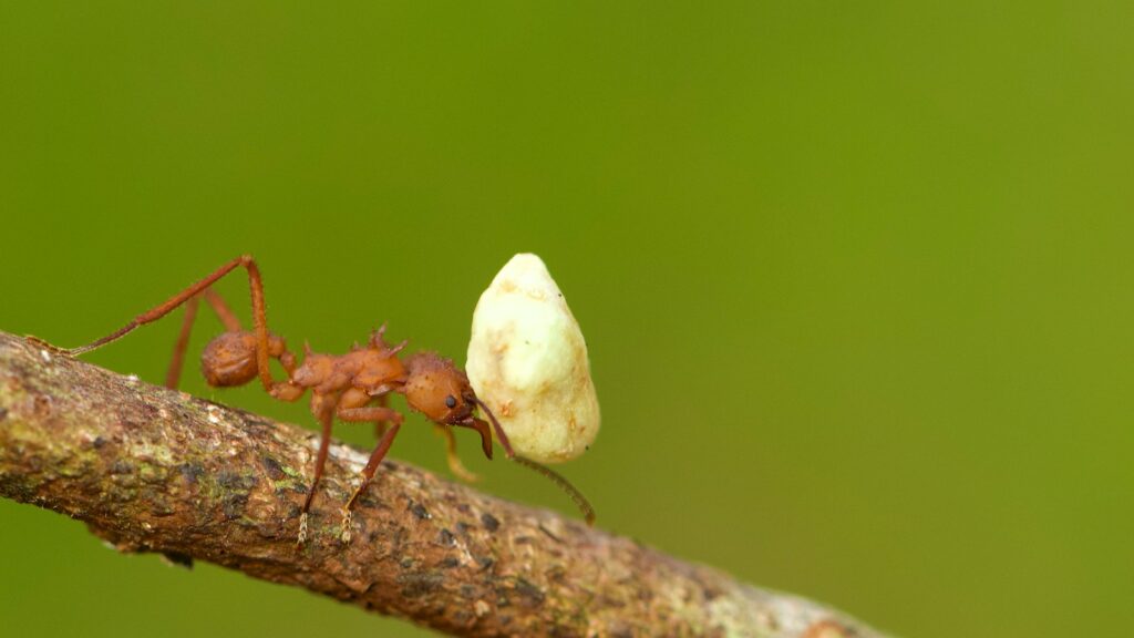 red ant on white mushroom
