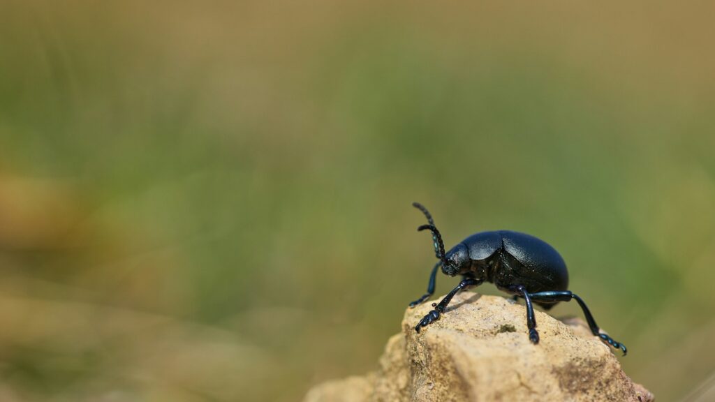 black beetle on rock