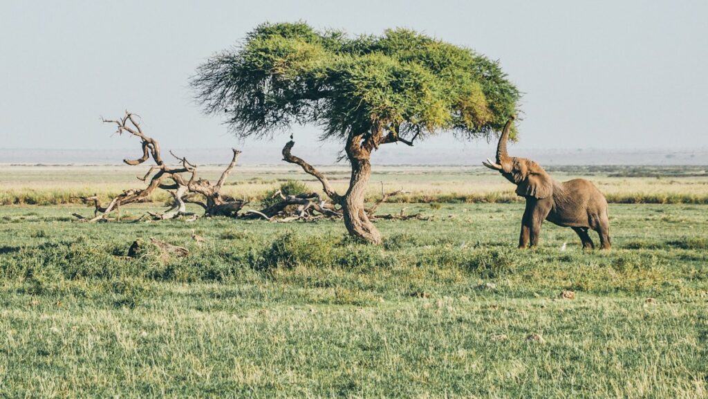 Brown elephant under tree at daytime