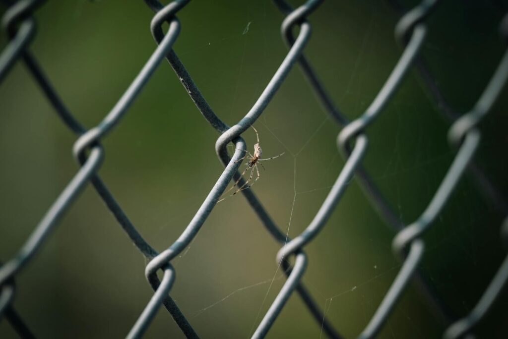 A detailed view of a spider weaving a web on a metallic chain link fence outdoors.