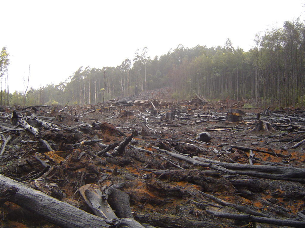A burnt forest, showing burnt trees and vegetations.