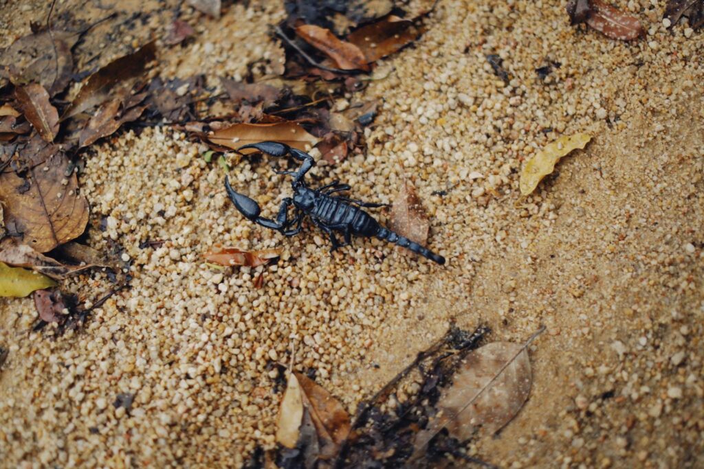 Detailed image of an emperor scorpion on sandy soil surrounded by dry leaves.
