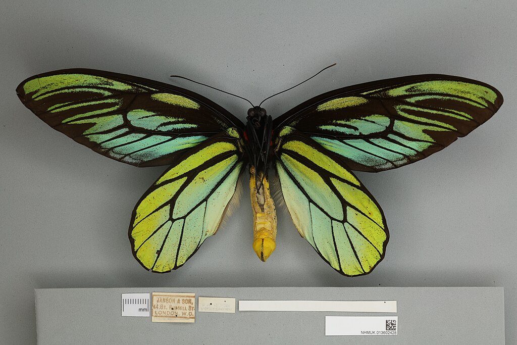 A ventral photograph of the Queen Alexandra Birdwing Butterfly