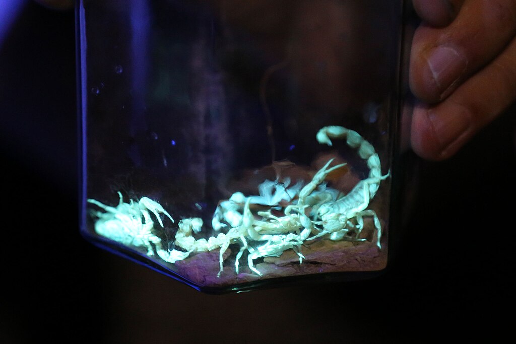 Yellow scorpions under UV light