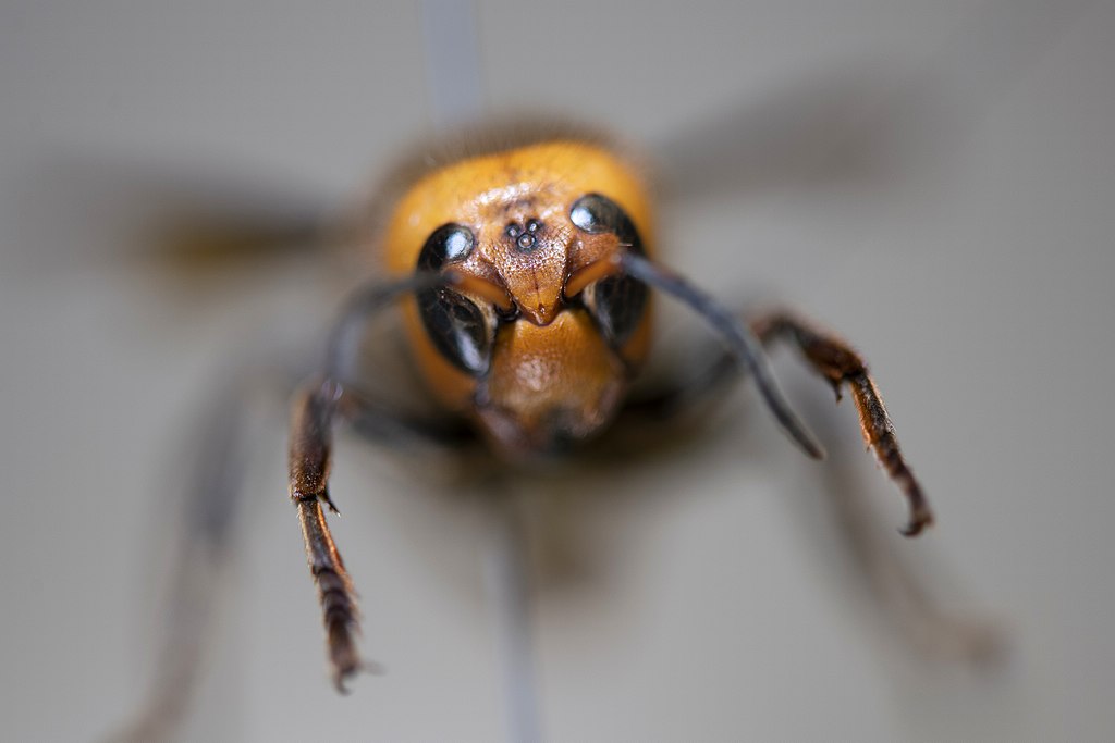 Bee face close-up