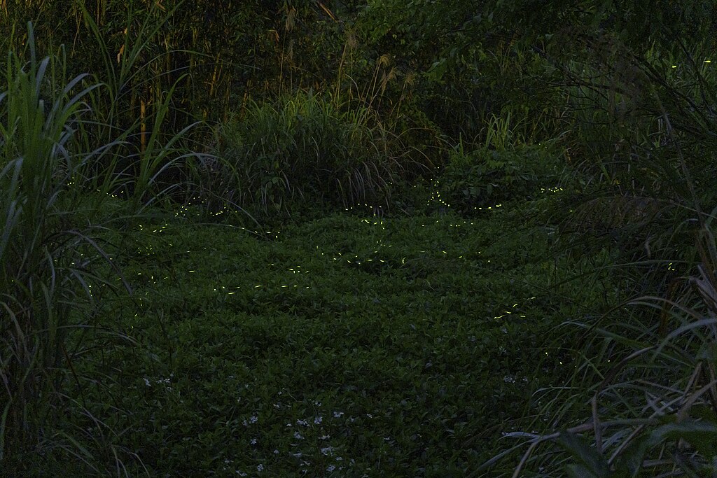 Fireflies at night in the forest
