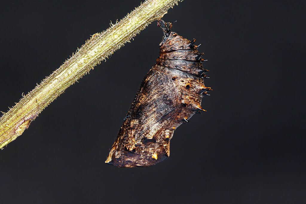 A pupa of Hypolimnas bolina