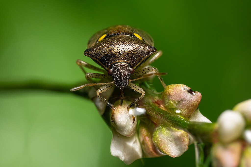A stink bug in a flower